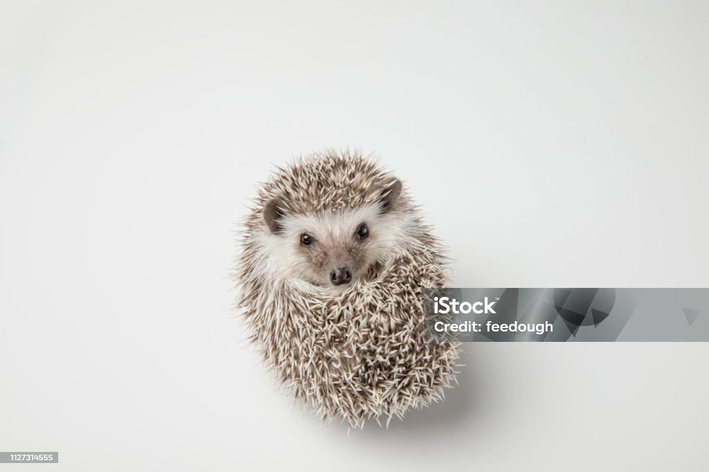 Cute Grey Hedgehog Rests On Its Back On Spikes Stock Photo - Download Image  Now - Animal, Animal Back, Back - iStock