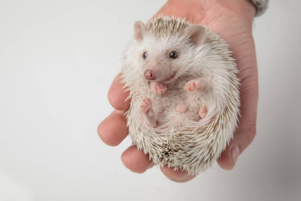 istock adorabel african dwarf hedgehog relaxing in hand looks to side 1127314577
