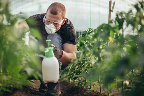 uomo spruzza piante in azienda - spraying agriculture farm herbicide foto e immagini stock