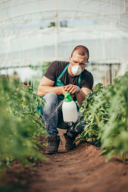 istock Man farmer spraying plants on farm 1127316336
