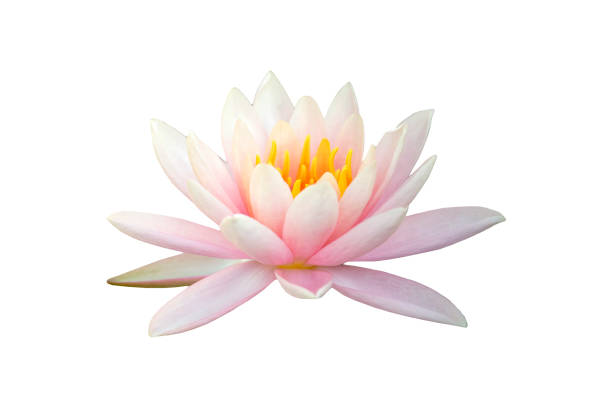 красивый розовый цветок лотоса изолированы на белом фоне. - lotus water lily lily pink стоковые фото и изображения