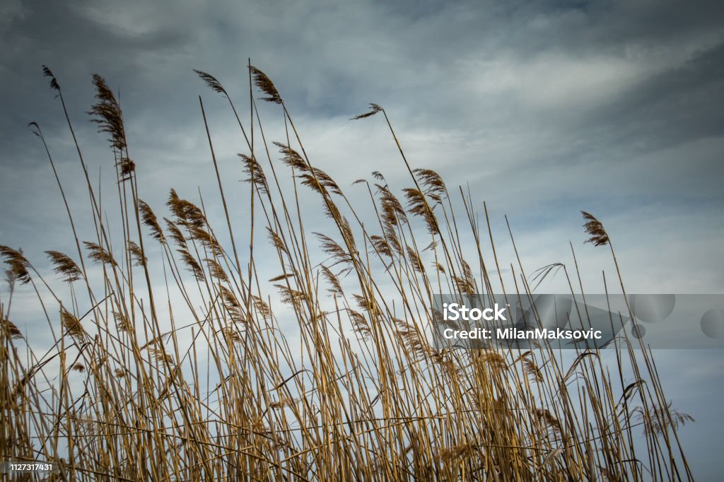 Beautiful Wallpaper Of Dry Reed Plant With Dark Clouds In The Background  Stock Photo - Download Image Now - iStock