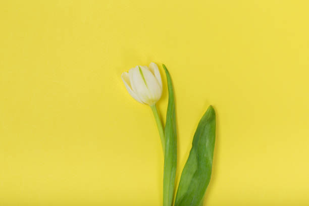 istock Delicate fresh tulips on yellow background. Top view. 1127317640
