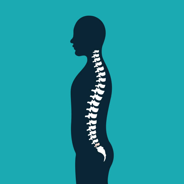 ilustraciones, imágenes clip art, dibujos animados e iconos de stock de ilustración de arte: una columna aislada con una silueta humana. - physical therapy human spine symbol medical exam