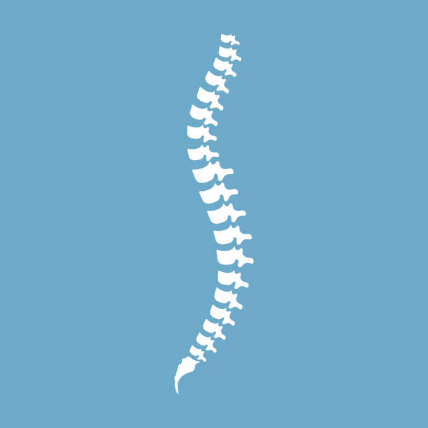 ilustraciones, imágenes clip art, dibujos animados e iconos de stock de anatomía de la columna vertebral humana. segmentos espinales y raíces. vector símbolo diagnóstico del espina dorsal blanca de ilustración, diseño, muestra en fondo azul. - columna