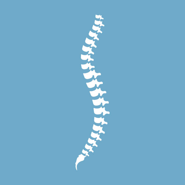 Human spine anatomy. Spinal segments and roots. Vector illustration white spine diagnostic symbol, design, sign on blue background. Human spine anatomy. Spinal segments and roots. Vector illustration white spine diagnostic symbol, design, sign on blue background. Diagnostic center. spinous process stock illustrations
