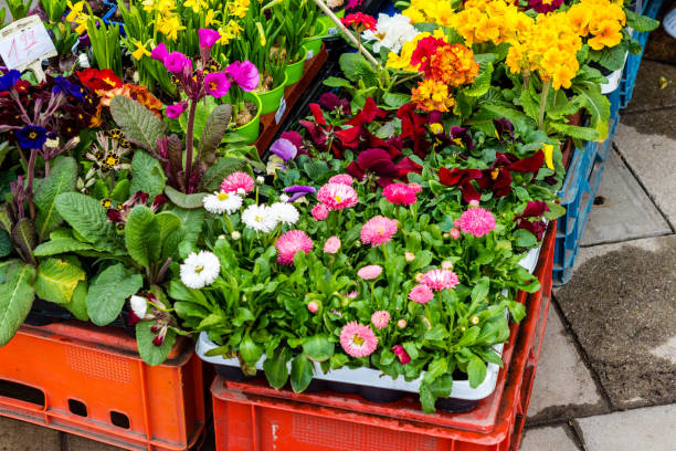 istock Flower shop spring flowers 1127319886