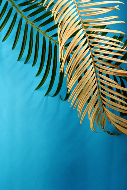 istock Palm green and yellow branch on blue background 1127321618