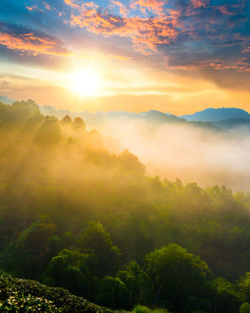 Vietnam Sunrise Stock Photos, Pictures & Royalty-Free Images - iStock