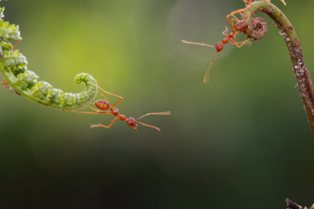 istock Ant action standing.Ant bridge unity team,Concept team work together 1127322354