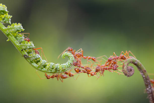Ant action standing.Ant bridge unity team,Concept team work together Ant action standing.Ant bridge unity team,Concept team work togetherAnt action standing.Ant bridge unity team,Concept team work together ant photos stock pictures, royalty-free photos & images