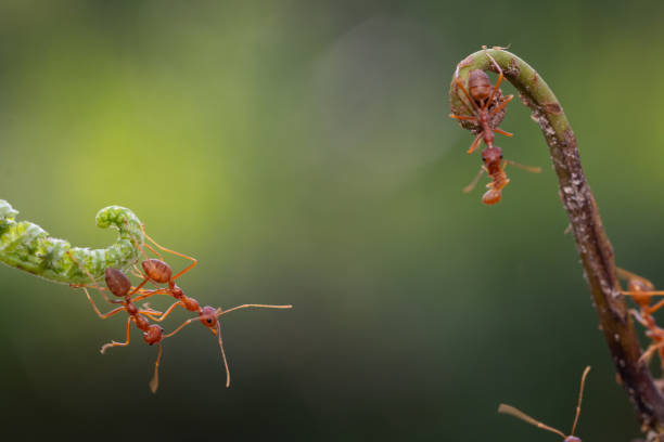 istock Ant action standing.Ant bridge unity team,Concept team work together 1127322756