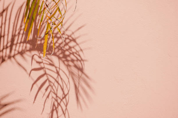 istock abstract background textuer of shadows leaf on a concrete wall 1127322810