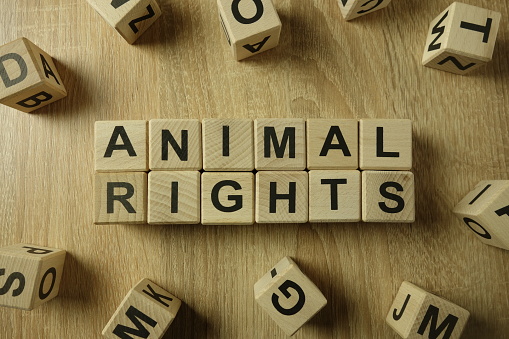 Texto de derechos de los animales de bloques de madera photo