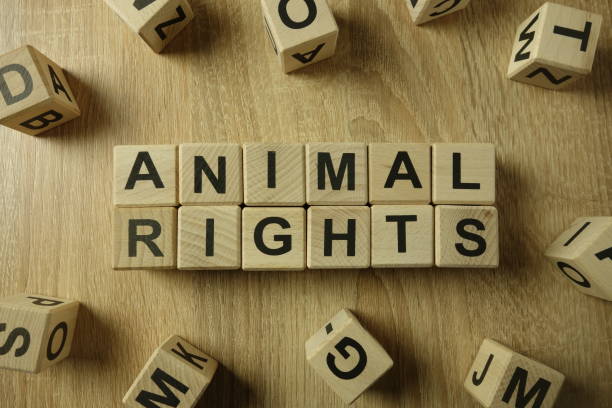 Animal rights text from wooden blocks Animal rights text from wooden blocks on desk animal welfare photos stock pictures, royalty-free photos & images