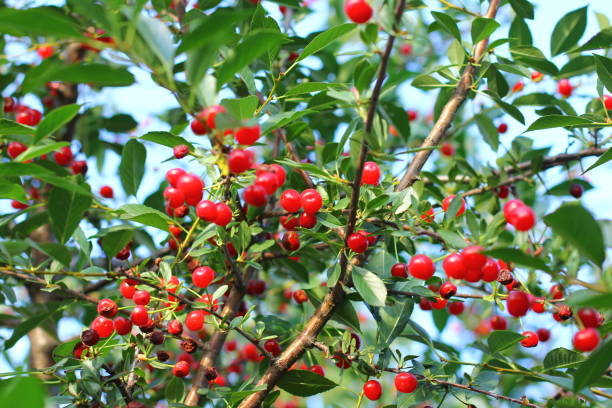 Посадка вишни