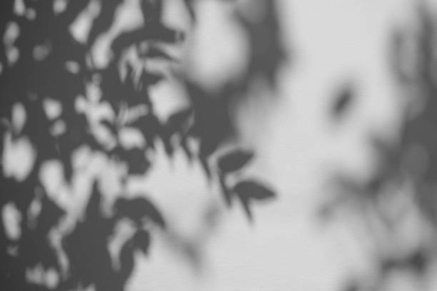 istock Black and White abstract background textuer of shadows leaf on a concrete wall 1127326706