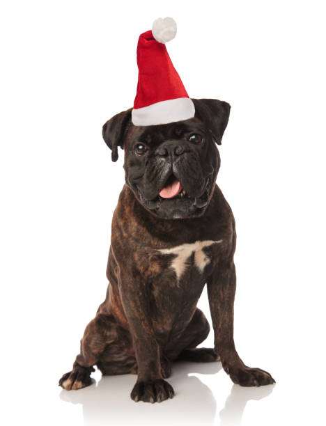 istock cute black boxer dressed as santa claus sitting 1127327090