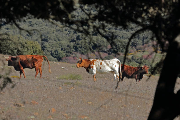istock Cattle in the Llanos del Republicano 1127327719