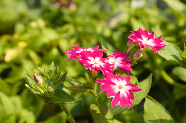 istock Beautiful Flowers Photography 1127328672
