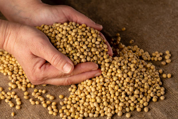 istock Harvest of soybeans close-up 1127328682