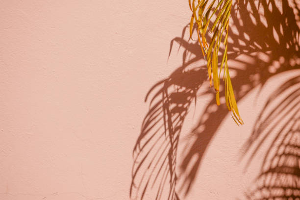 istock abstract background textuer of shadows leaf on a concrete wall 1127329247