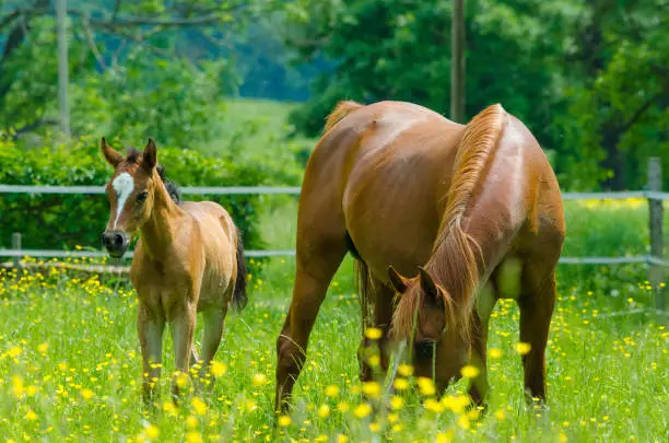 Horses - mare and foal on meadow