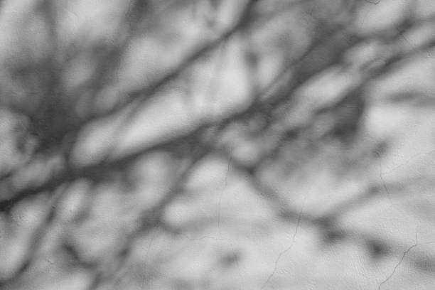 istock Black and White abstract background textuer of shadows leaf on a concrete wall 1127333202
