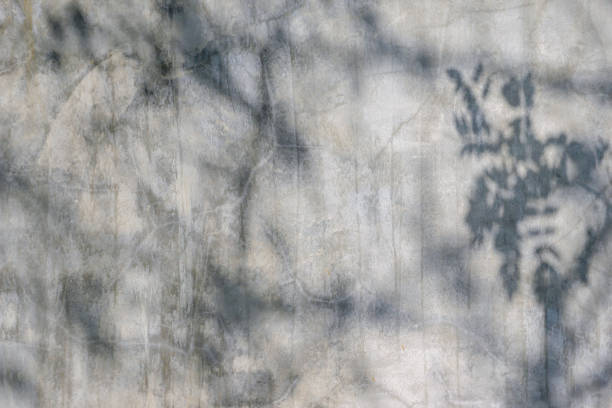 istock Black and White abstract background textuer of shadows leaf on a concrete wall 1127333262