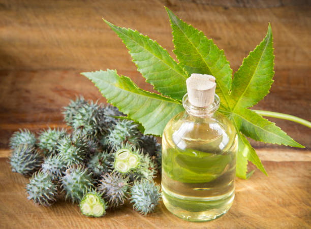 istock Fruits and castor oil - Ricinus communis 1127333441