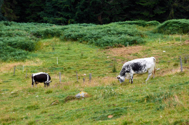 Herd of cattle grazing on a pasture in high mountains.Summer rural view of the cows in the paddock.Bright and juicy rustic landscape with cattle