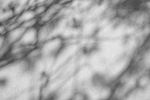 istock Black and White abstract background textuer of shadows leaf on a concrete wall 1127335450