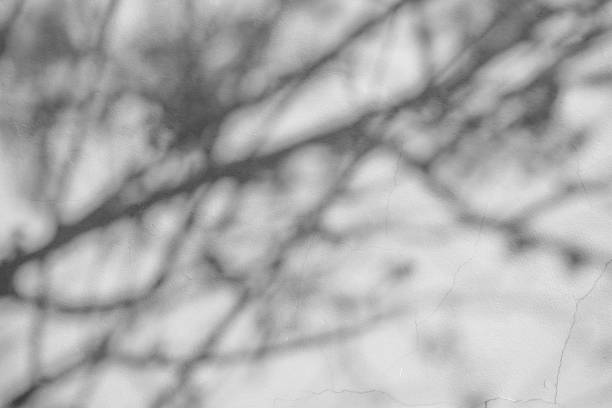 istock Black and White abstract background textuer of shadows leaf on a concrete wall 1127335597