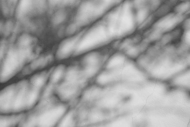 istock Black and White abstract background textuer of shadows leaf on a concrete wall 1127336024