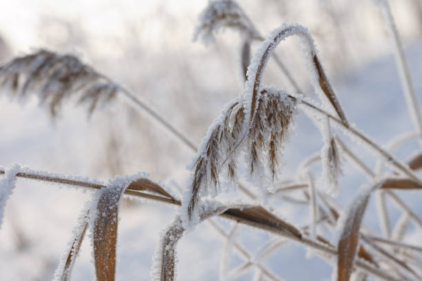 istock Reed plants covered with hoarfrost. 1127337600