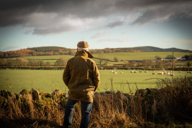 Senior man looking at field with sheep A man with his back to camera wearing a waxed jacket and flat tweed cap looking across a field Galloway Hills stock pictures, royalty-free photos & images
