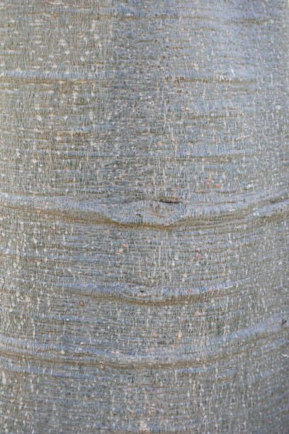 テクスチャ背景アフリカのバオバブの木や猿のパン - wood tree textured wood grain ストックフォトと画像