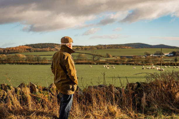 istock Senior man looking at field with sheep 1127337775