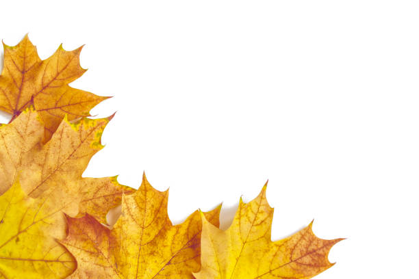 istock Bright and colorful autumn leaves. 1127337782