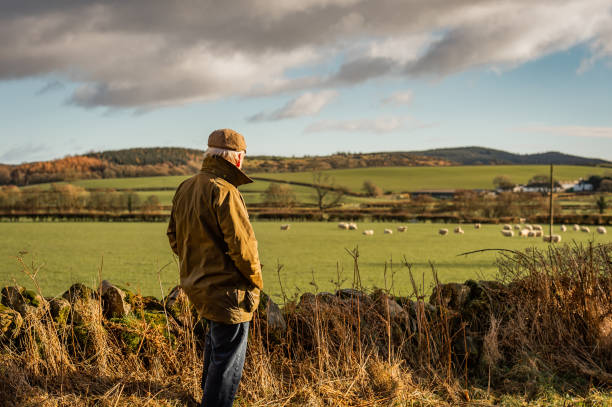 Senior man looking at field with sheep A man with his back to camera wearing a waxed jacket and flat tweed cap looking across a field flat cap stock pictures, royalty-free photos & images