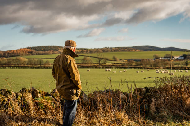 último homem olhando para o campo com as ovelhas - galloway - fotografias e filmes do acervo