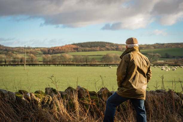 istock Senior man looking at field with sheep 1127337834