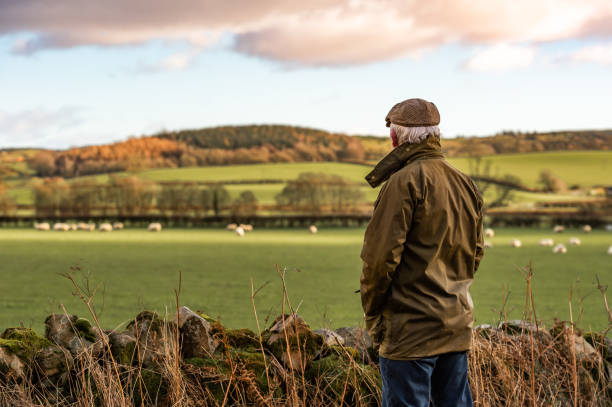 Senior man looking at field with sheep A man with his back to camera wearing a waxed jacket and flat tweed cap looking across a field sheep photos stock pictures, royalty-free photos & images