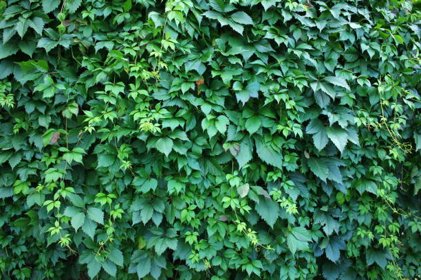 istock Wild vines wall. Wild green grapes background. 1127337990