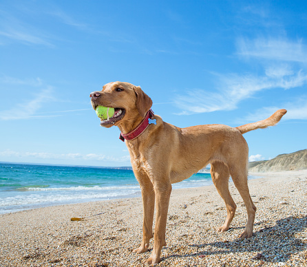 A profile of a happy and healthy yellow Labrador retriever carrying a ball in its mouth during a game of fetch whilst standing on a deserted beach on summer vacation under a blue sky with copy space