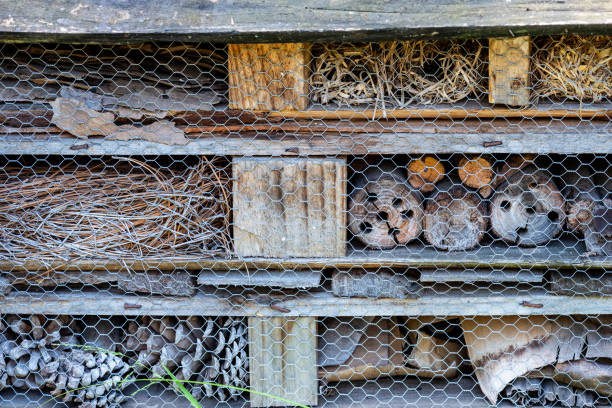 istock Closeup of an insect hotel. 1127340448