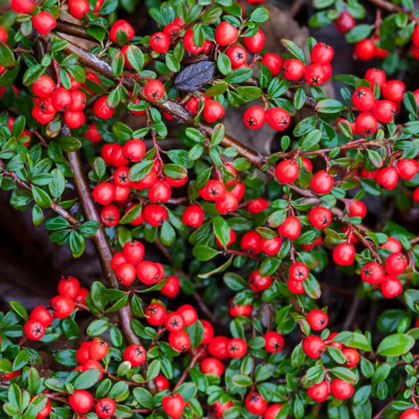 Photo of Cotoneaster Dammeri Coral Beauty