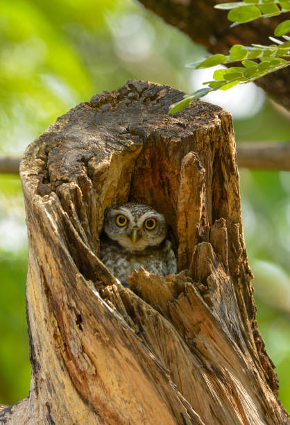istock Spotted owlet in the wood hollow 1127342298