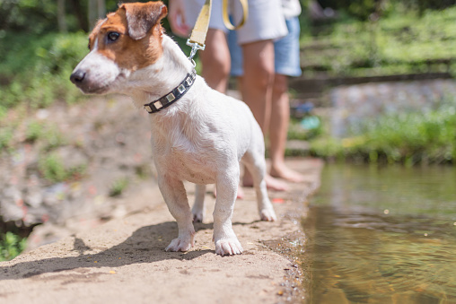 Asian family playing with playful Jack Russell Terrier dog at waterfall in summer morning