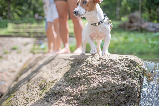 Little playful Jack Russell Terrier dog playing in waterfall